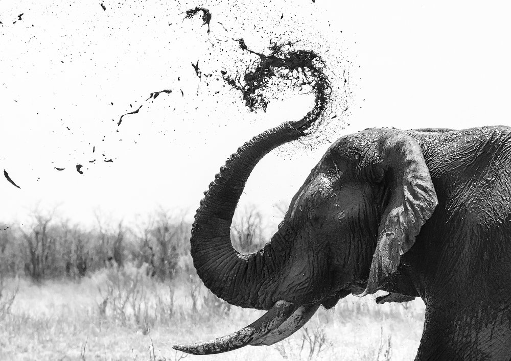 Фотография автора Vishnu Gopal