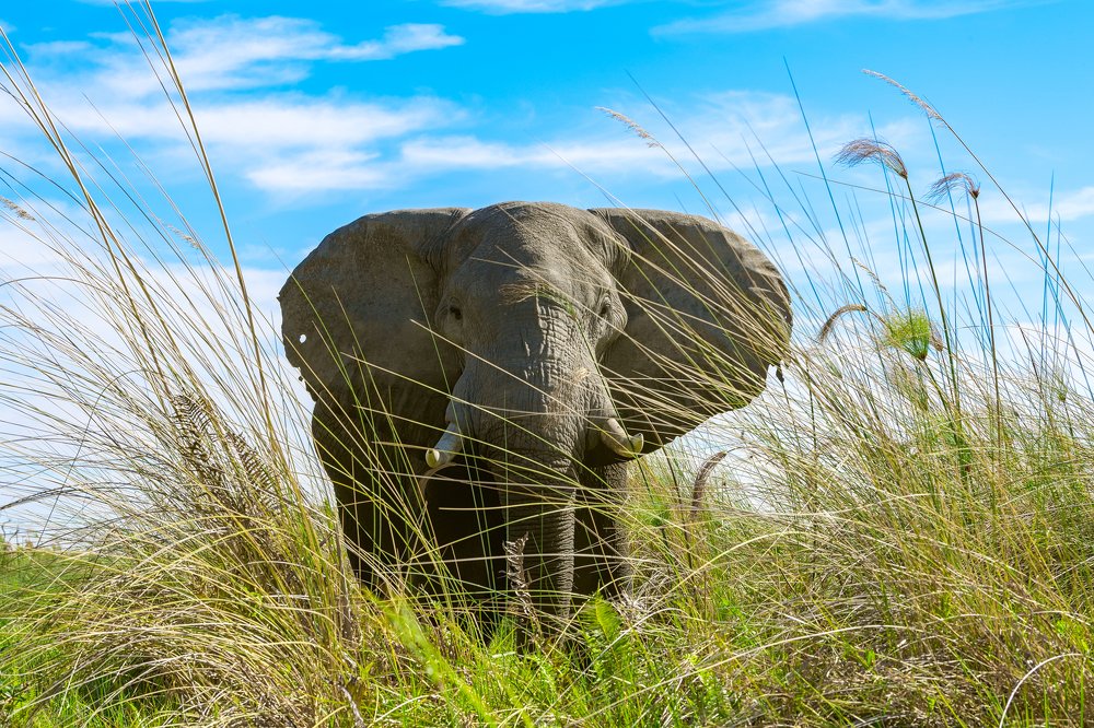 Фотография автора Vishnu Gopal