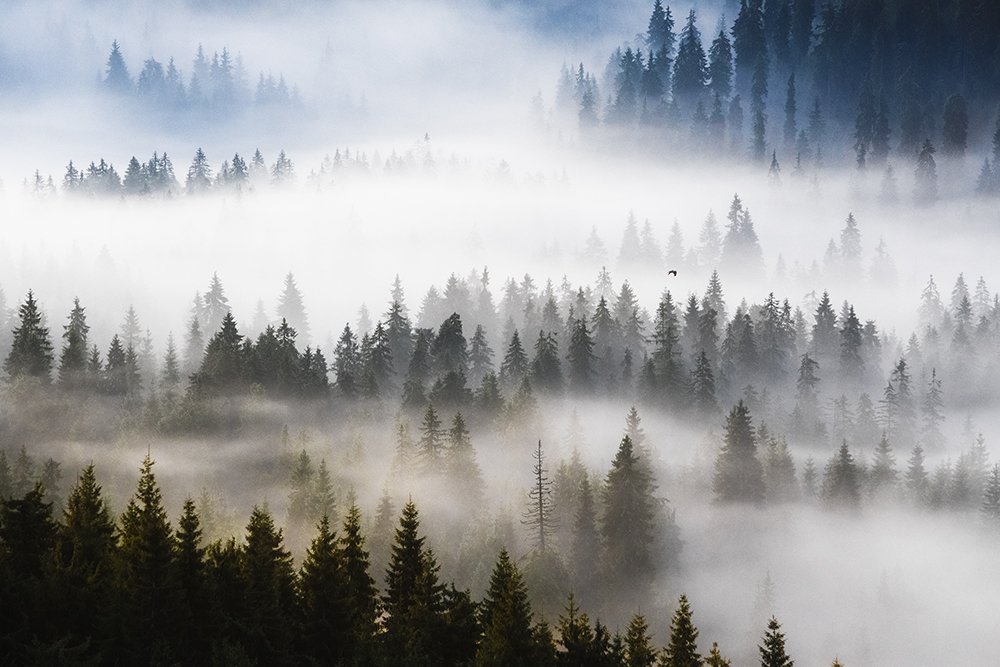 Photograph by Mihail-Bogdan Chirobocea