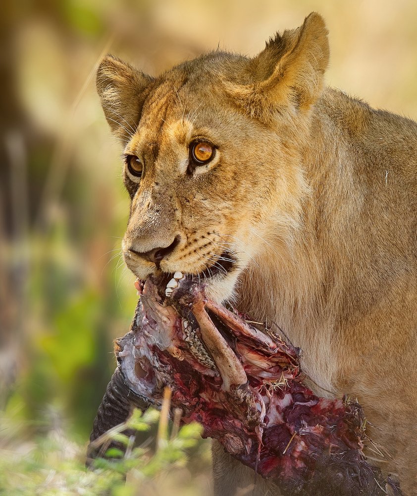 Фотография автора Vishnu Gopal