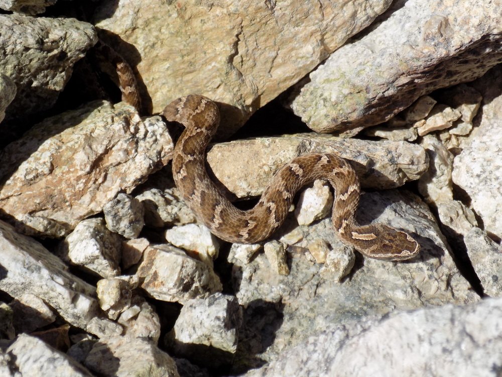 Щитомордник.