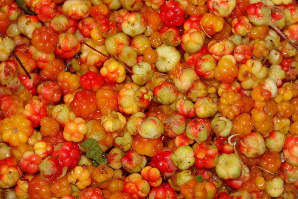 Северные "фонарики"