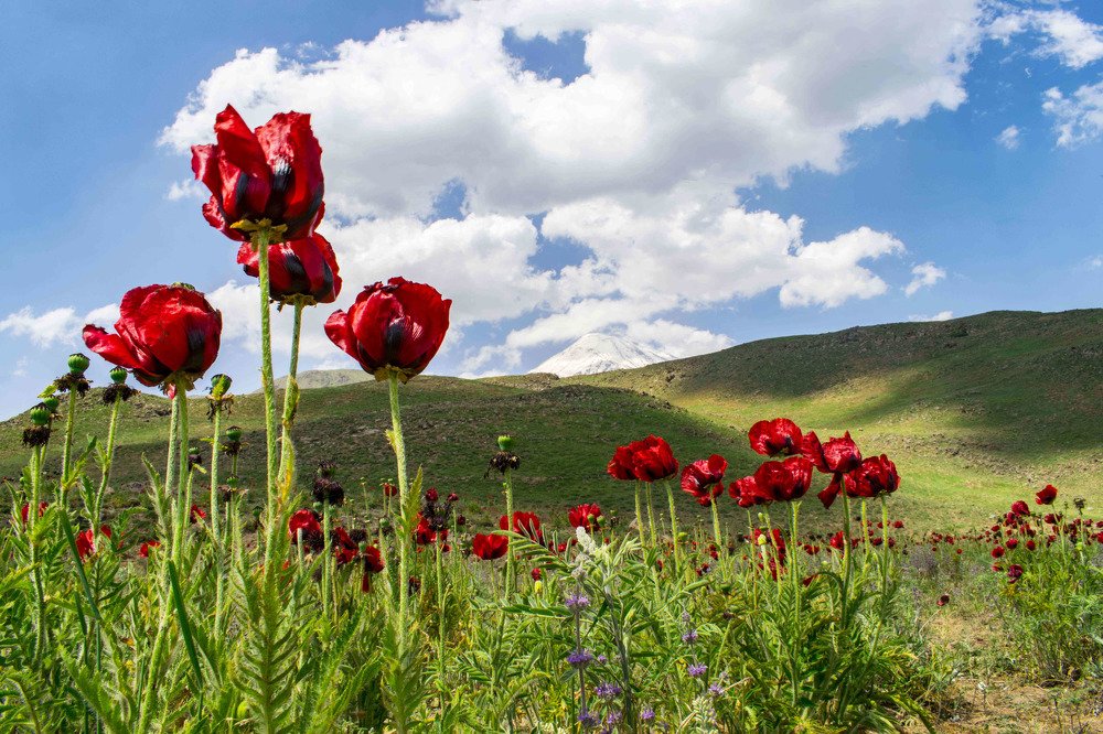 Photograph by MohammadHasan Raadi