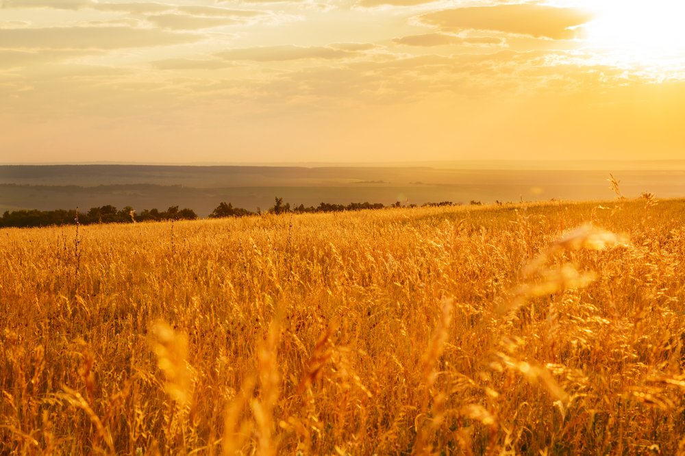 Золотое утро