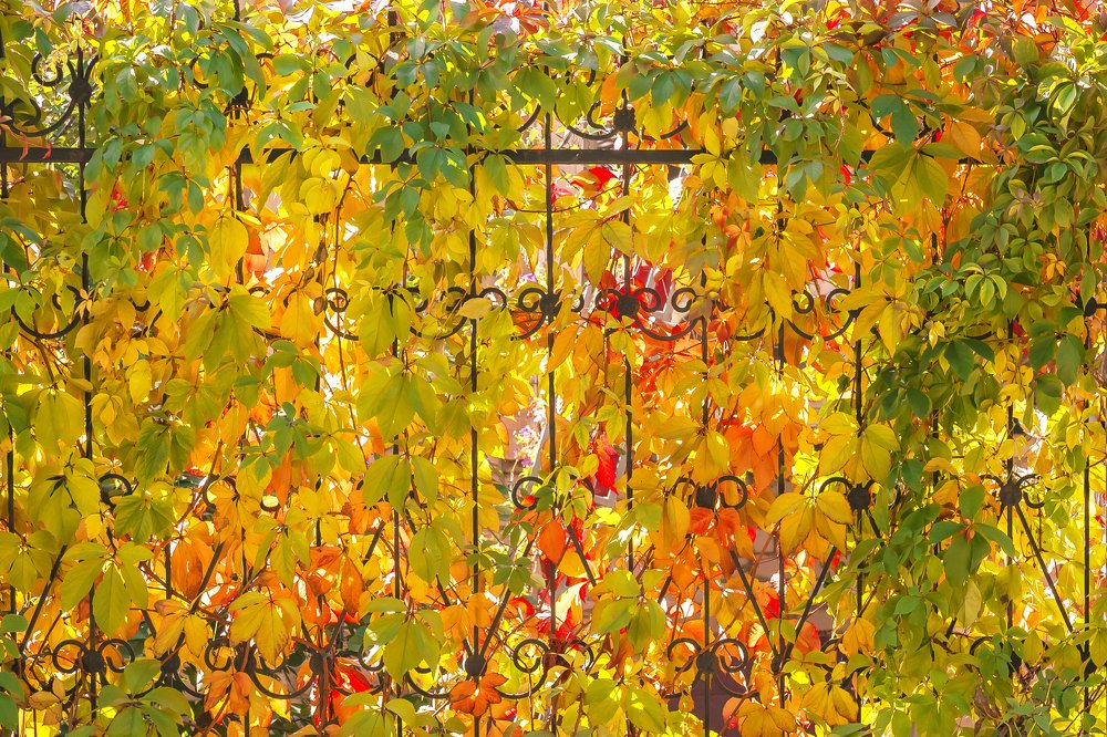 Photograph by Светлана Евграфова