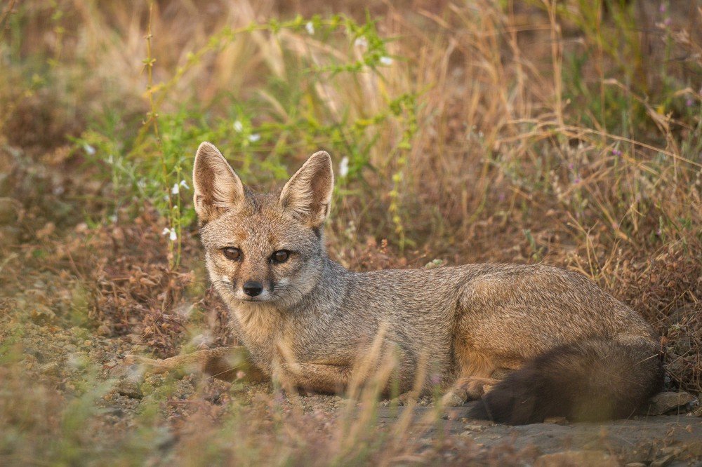 Portrait of Indian Fox
