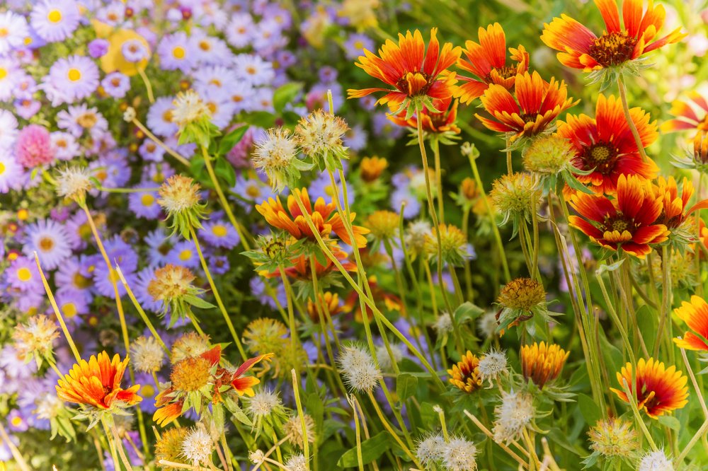 Осенние цветы