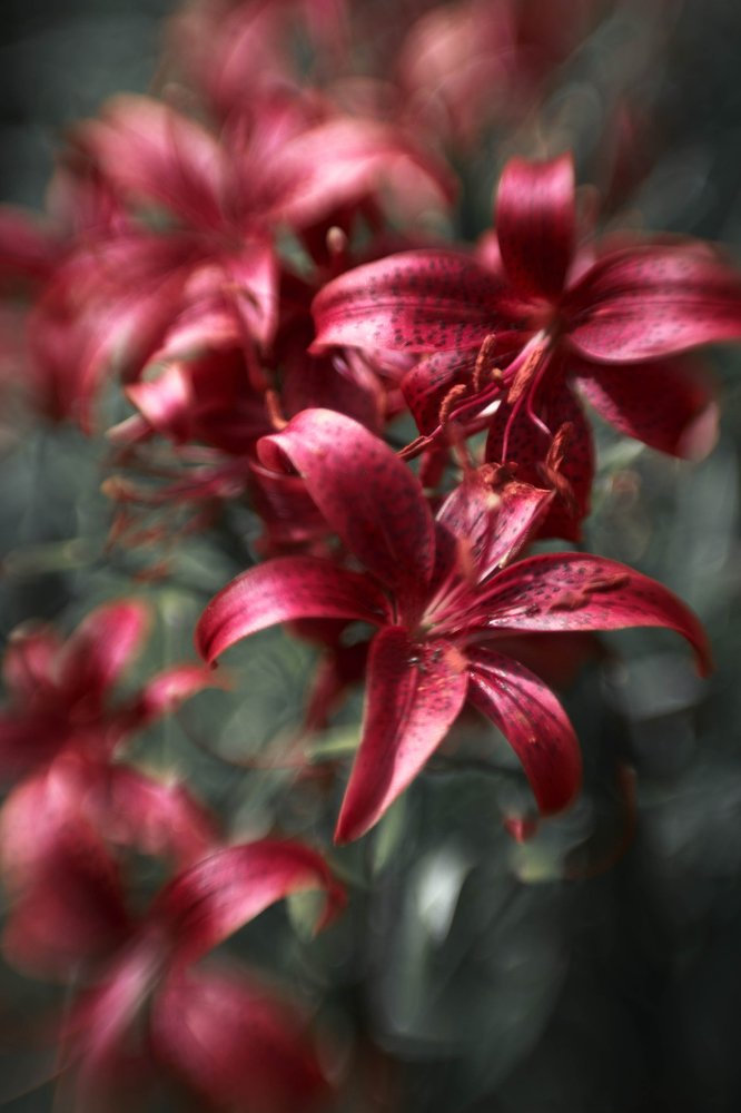 Photograph by Лариса Сиверина