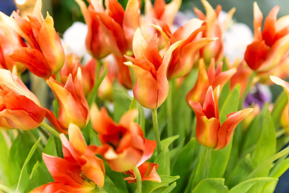 Тюльпановая бесконечность