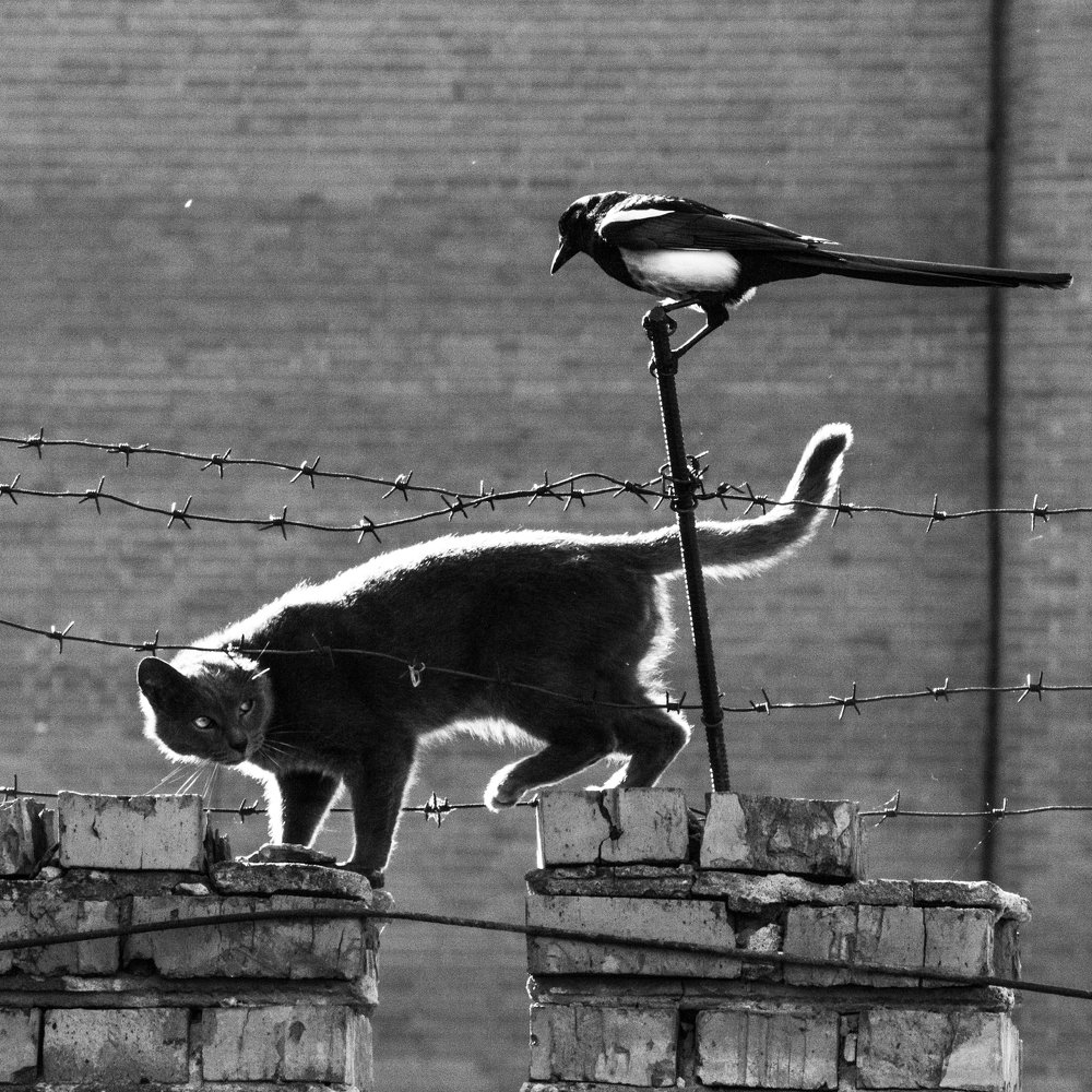 Наблюдение