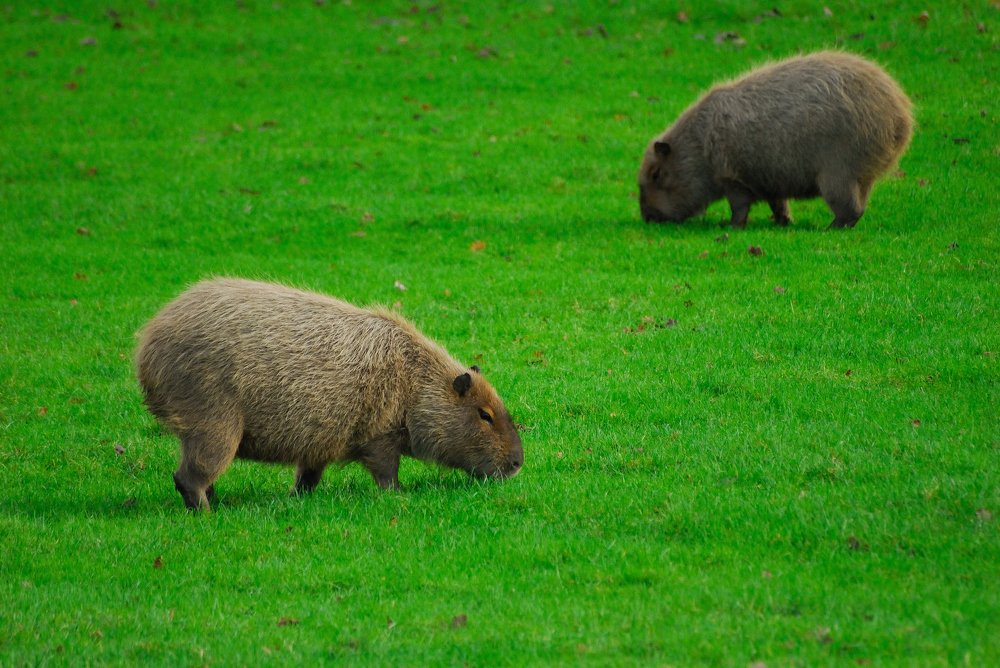 Фотография автора Teglaş Marin