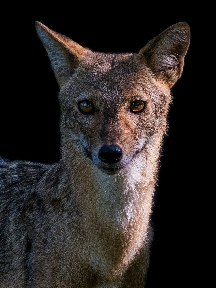 Indian Golden Jackal