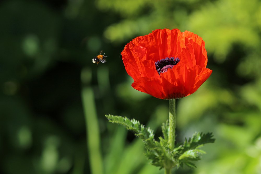 Photograph by Юлия Балюк