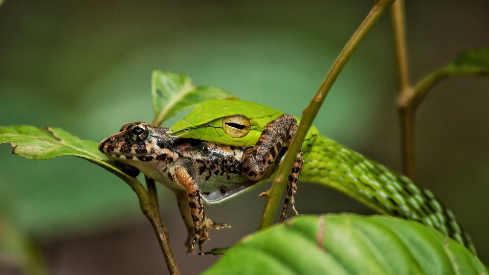 Green vine snake with its prey!