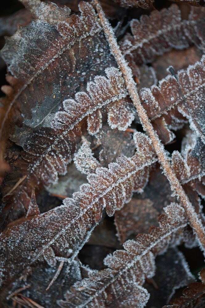 Морозный папоротник