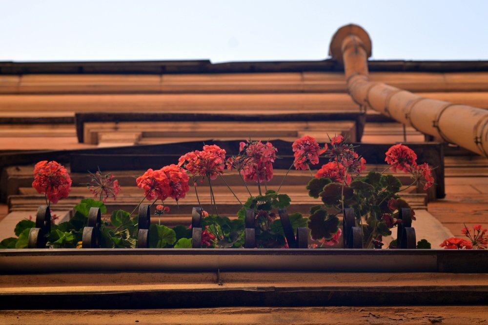 Герань на высоте