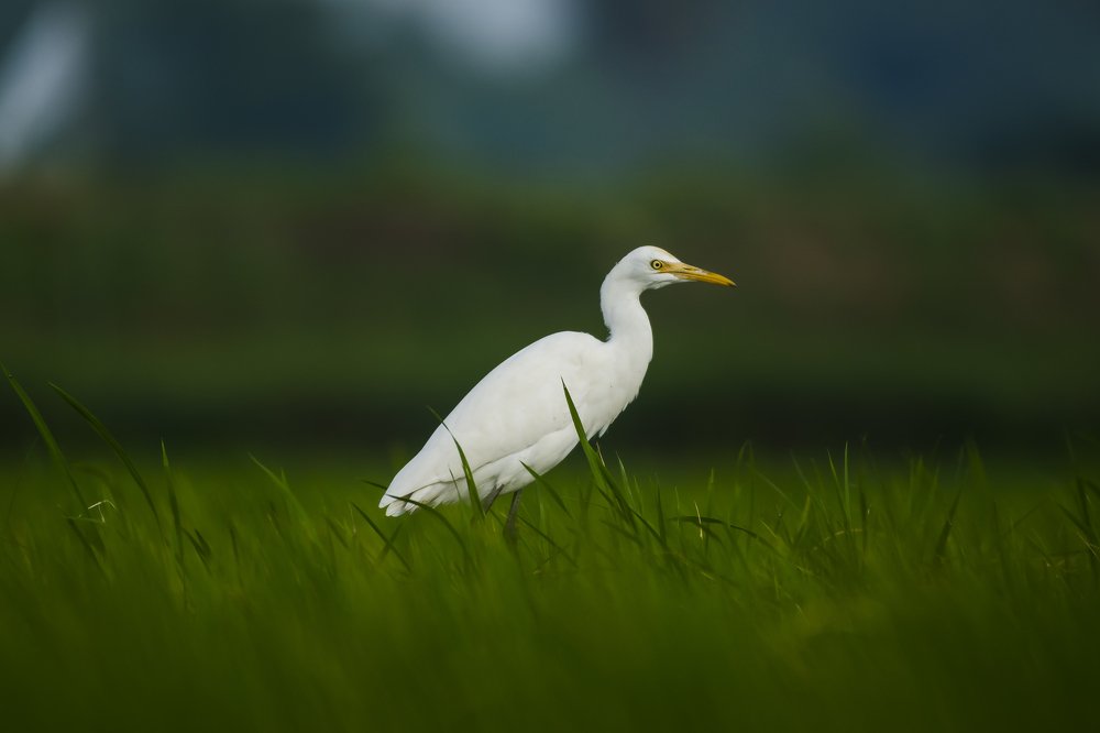 cattle egret