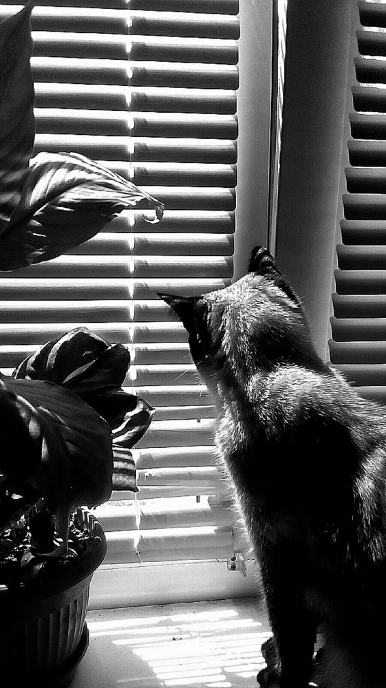 when in the soul of reflection