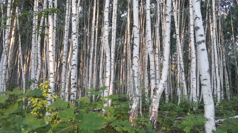 Березовая роща
