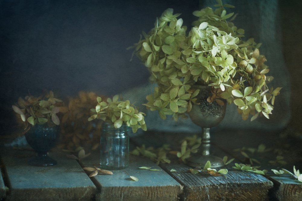 Волшебство гортензии...