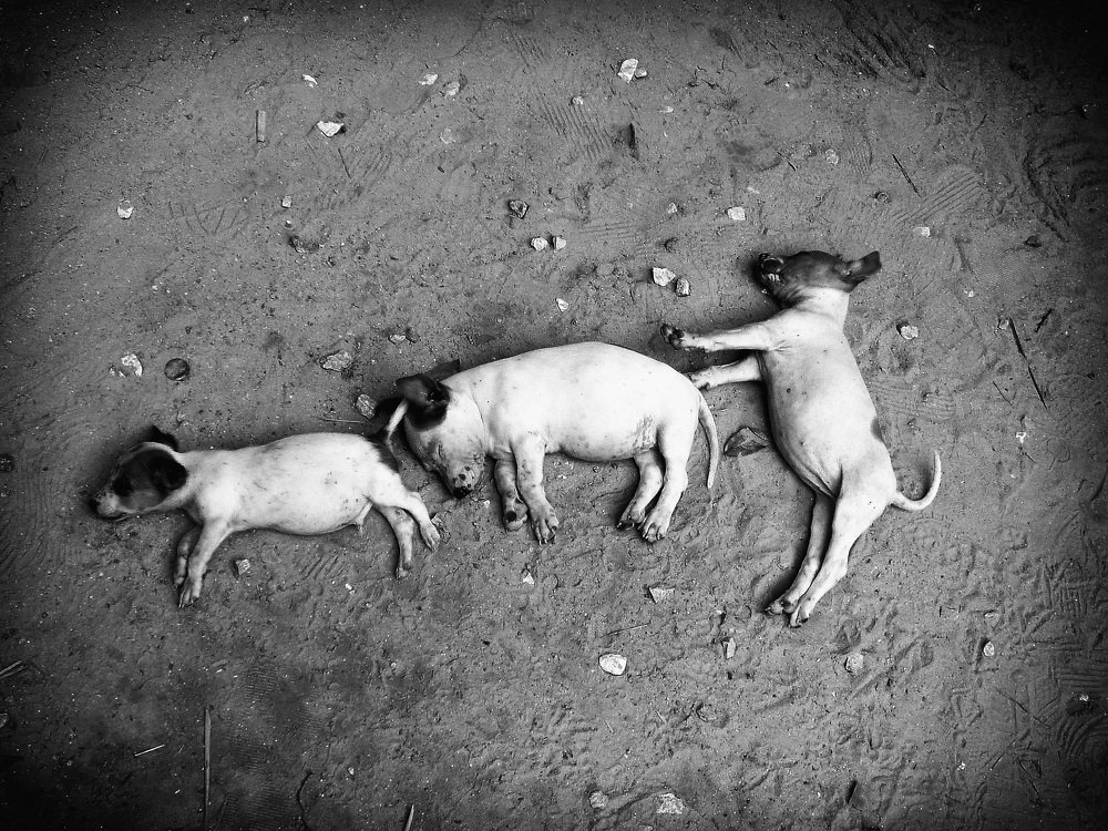 Photograph by Зубков Вадим