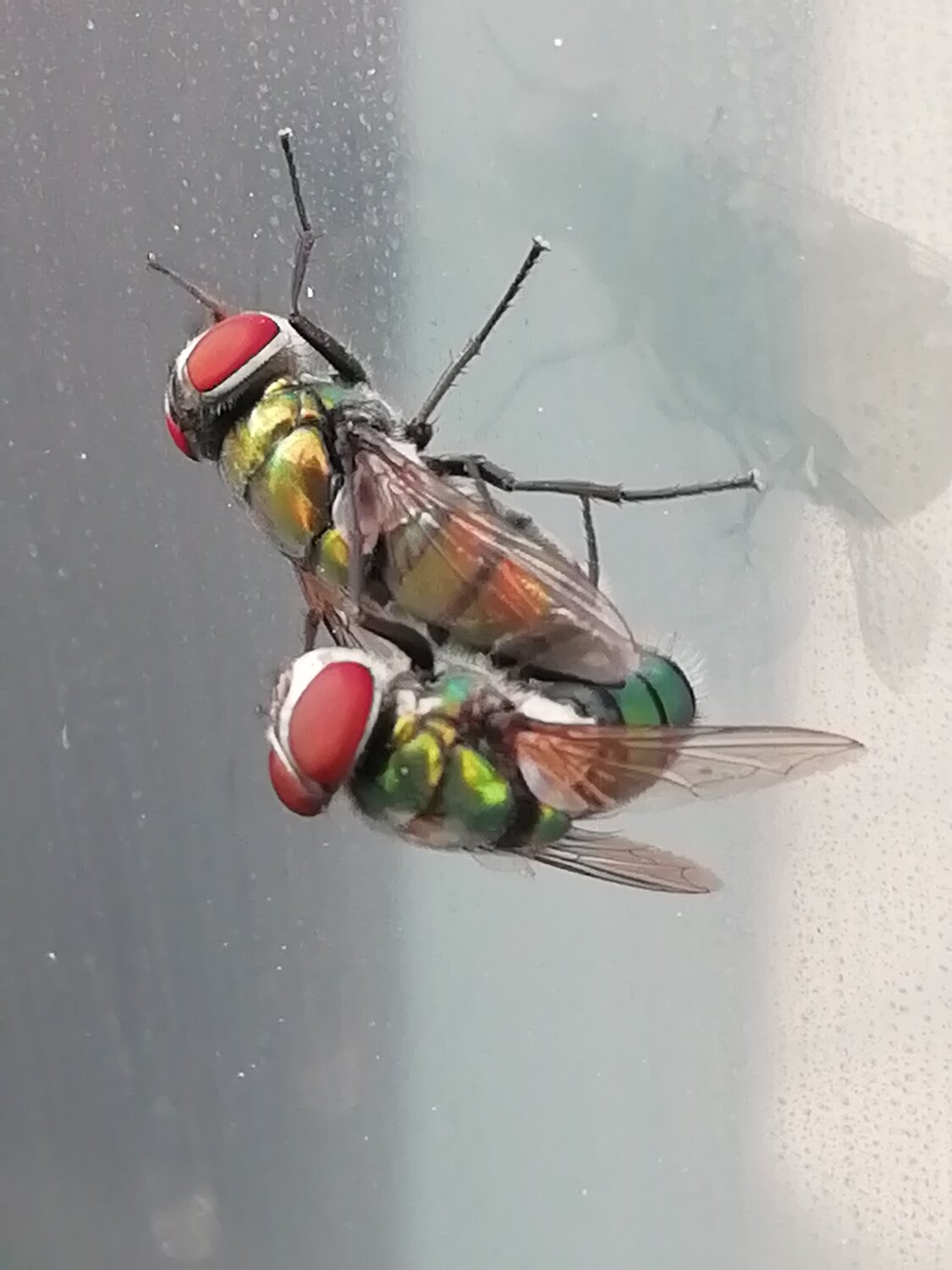 The green flies sexual intercourse