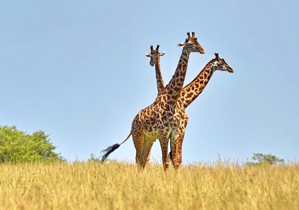 Photograph by Ooi Wei Hoong