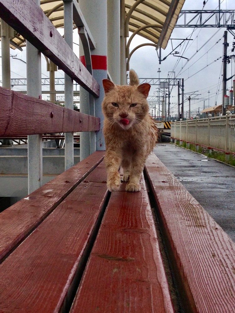 А вы вкусные?