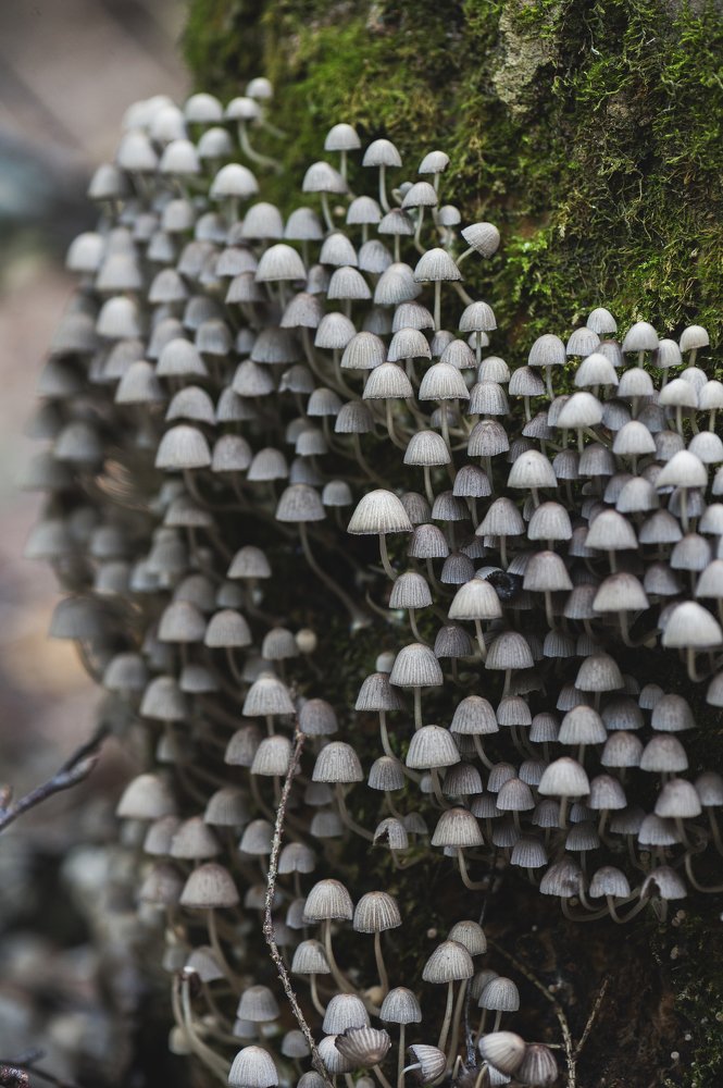 Грибное царство