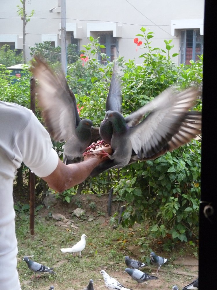 Фотография автора Kalyan Bhowmick