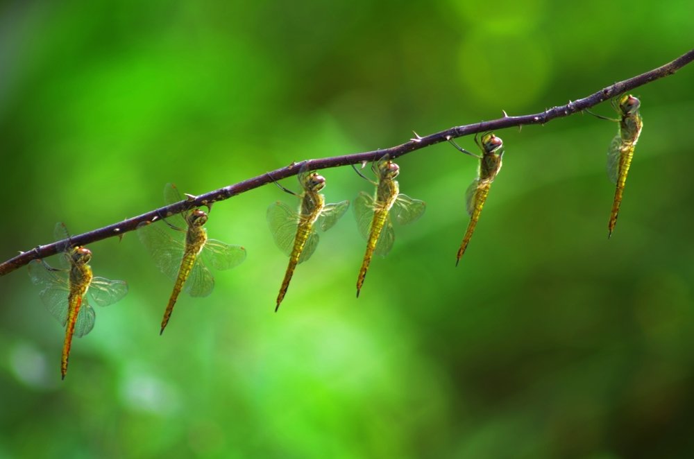 Фотография автора Darshan M. Trivedi