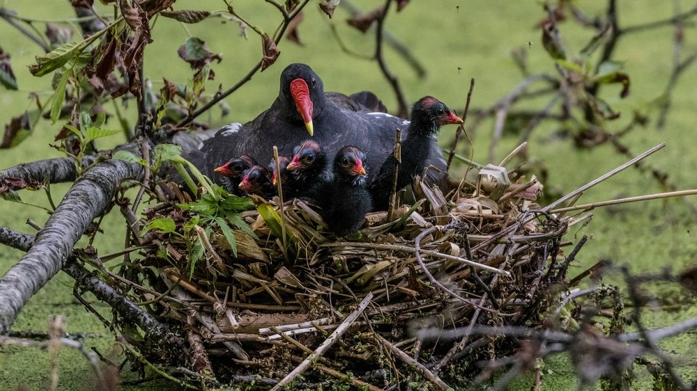 Когда все дома