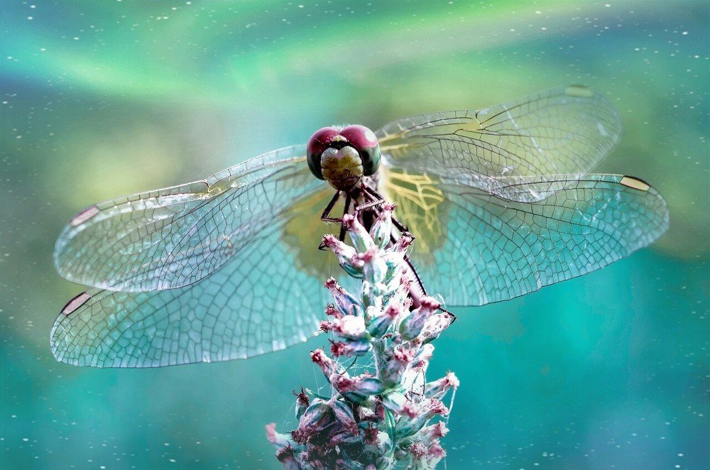 Photograph by Юлия Яремко