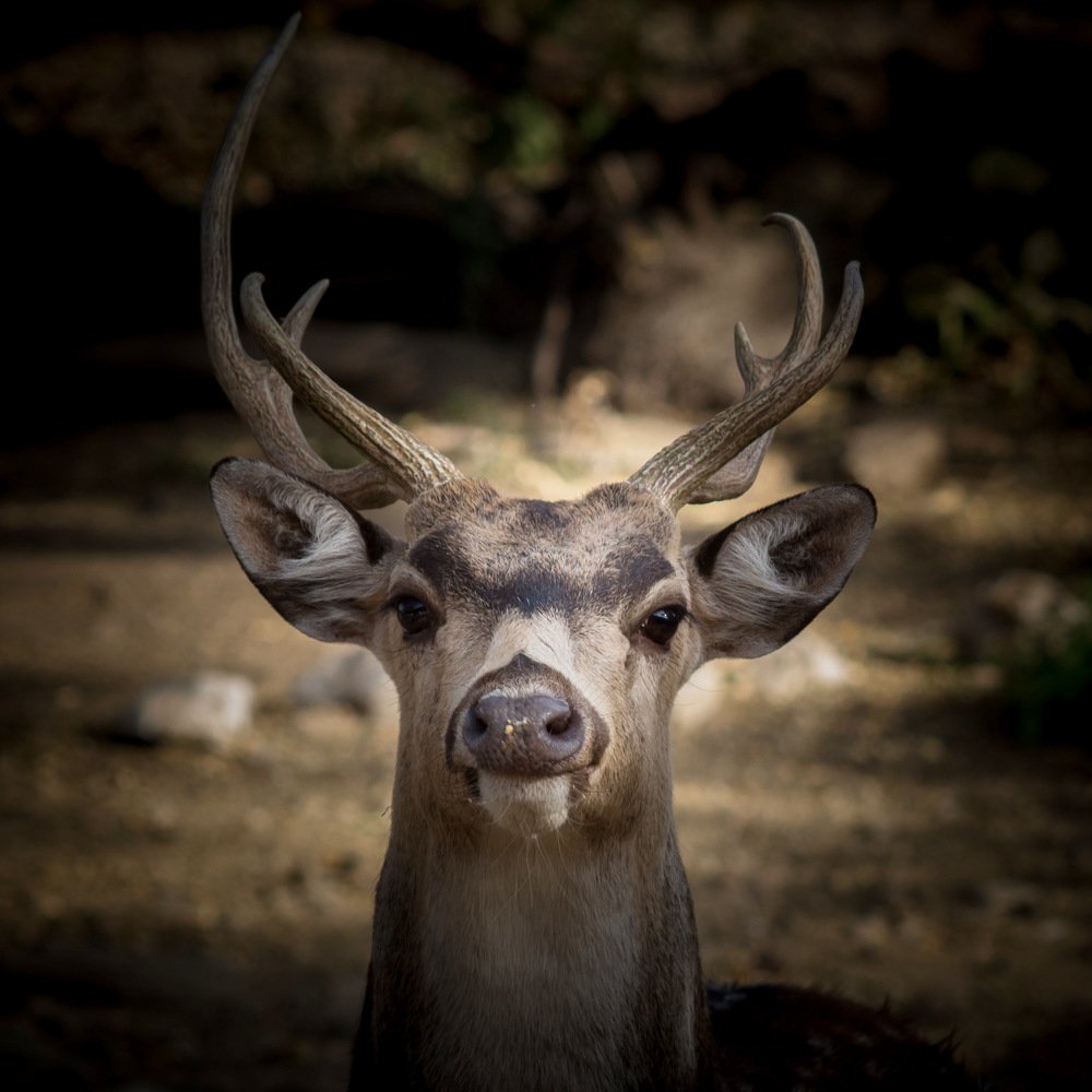 Фотография автора Nyonika Rawal
