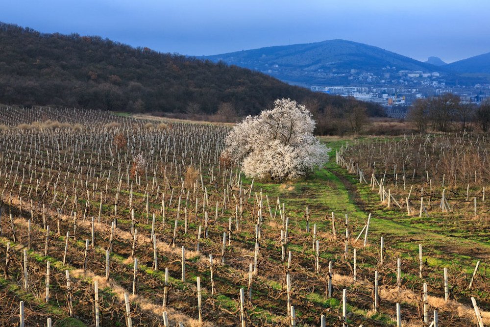 Photograph by Андрей Гусаченко