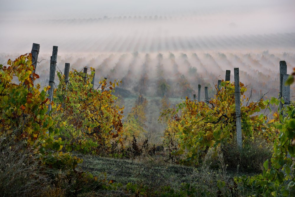 Photograph by Андрей Гусаченко