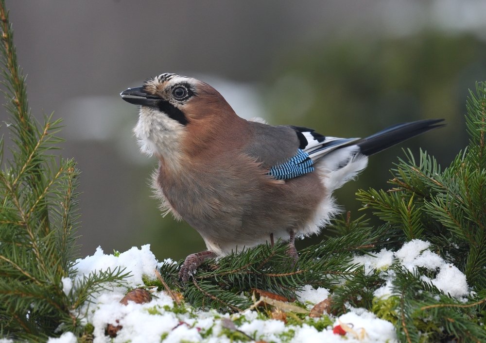 Первый снег.