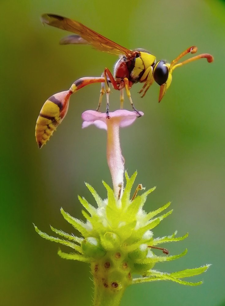 Photograph by Ananta Ghosh