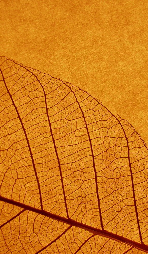 Photograph by Svoboda Andreeva