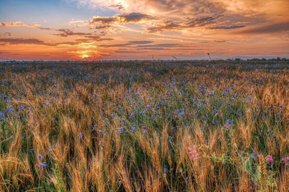 Пшеничный закат