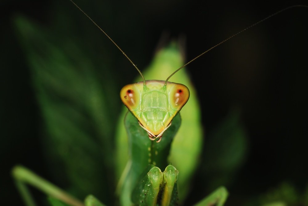 Мол бога узрел  богомол!