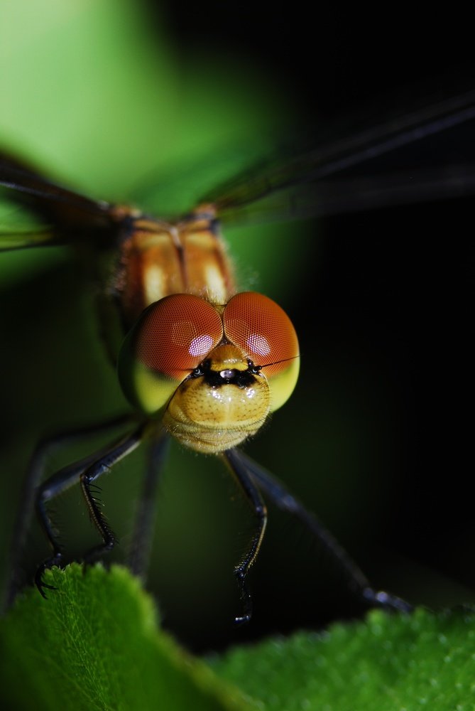 Стрекоза перед взлётом!