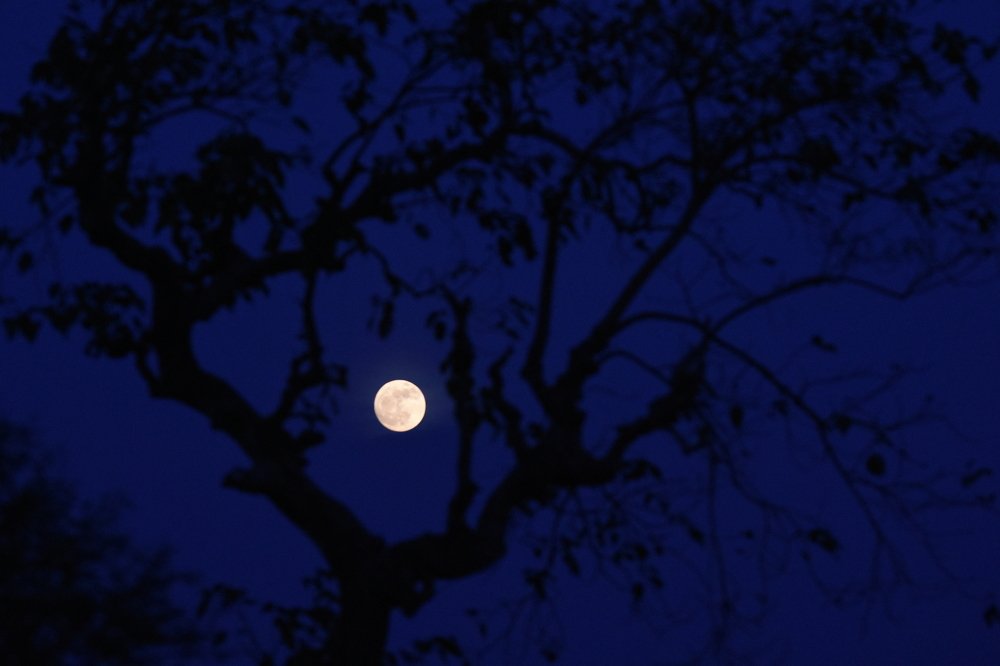 Photograph by Suphal Dasgupta