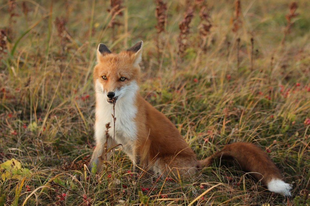Цветочек, цветочек, я тебя съем!