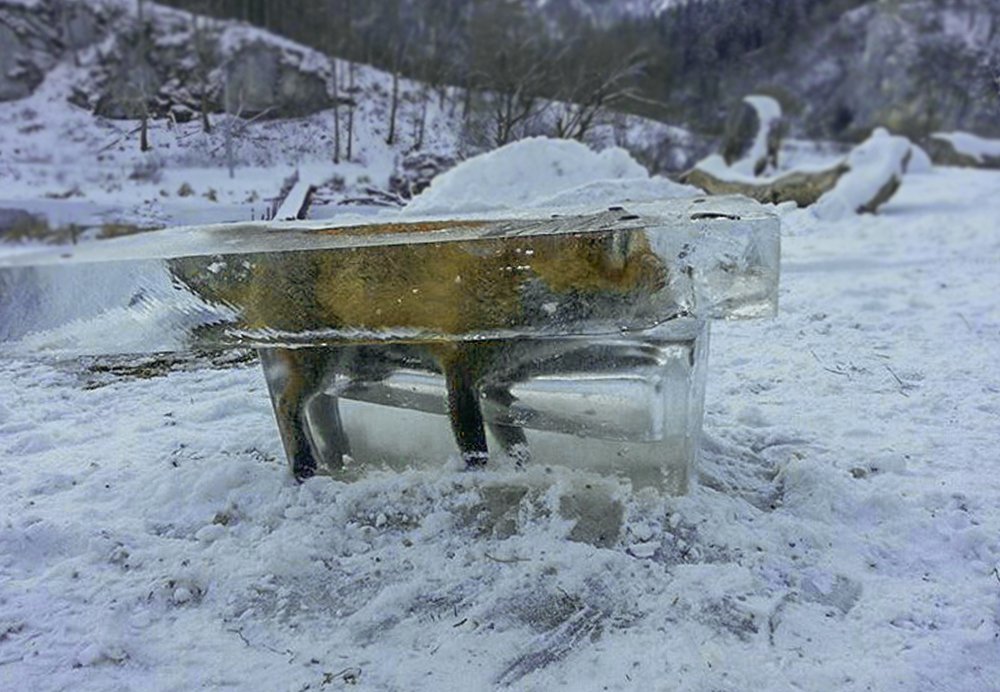 лиса во льду