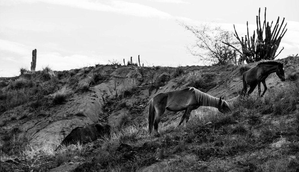Desert horses