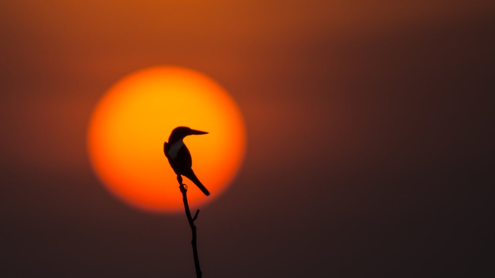 Kingfisher Enjoying Sunset