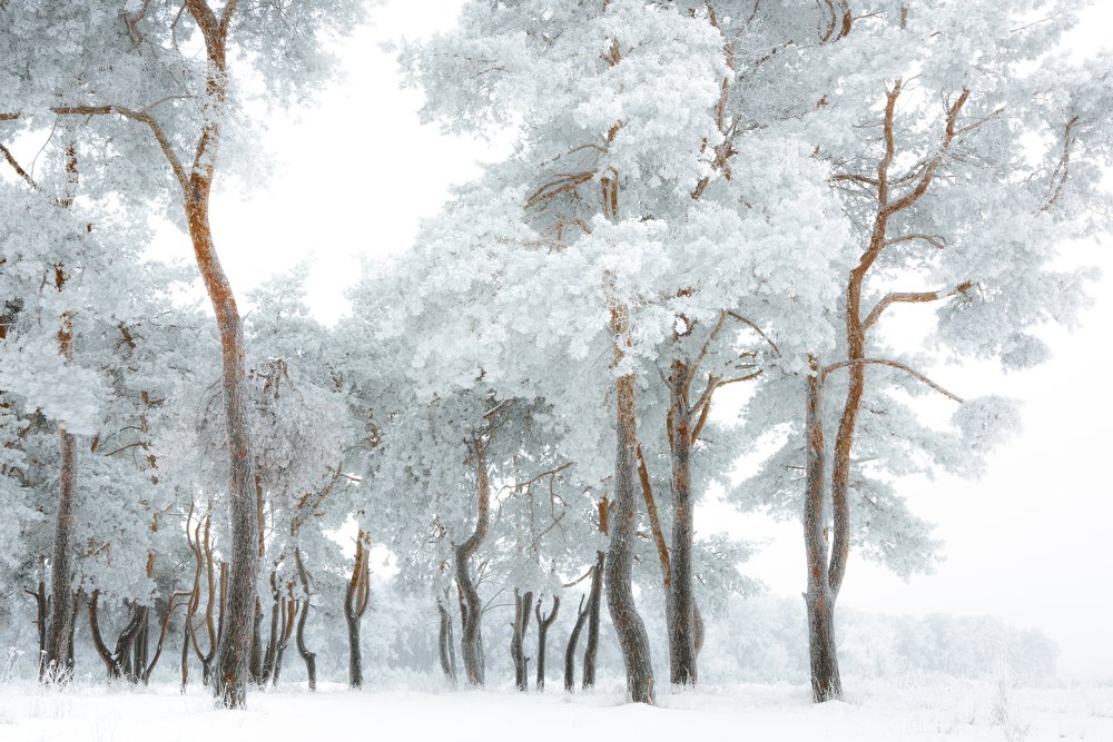 Photograph by Iurii Luchaninov