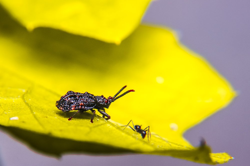 Photograph by Rohit Rajak