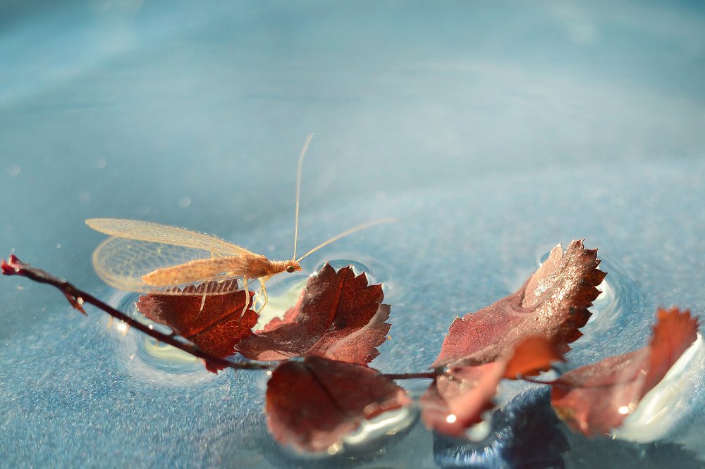 Золотая златоглазка